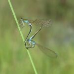 Revue Martinia - photo de 