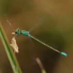 Revue Martinia - photo de 