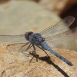 Revue Martinia - photo de 