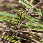 Revue Martinia - photo de 