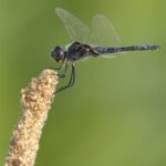 Revue Martinia - photo de 